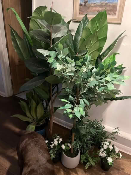 Photo of free Plastic plants (Shoreham TN14) #1