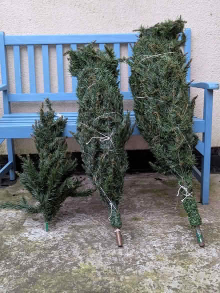 Photo of free 6ft artificial Christmas tree (Bishop Middleham DL17) #1