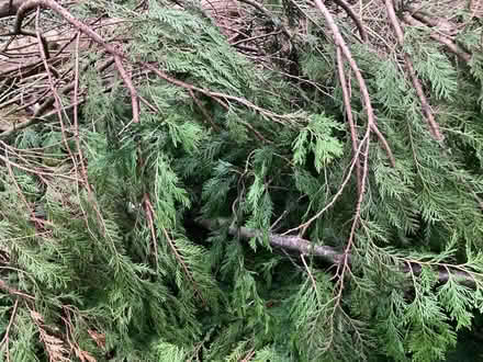 Photo of free Large quantity leylandii branches (Chad Valley B16) #1
