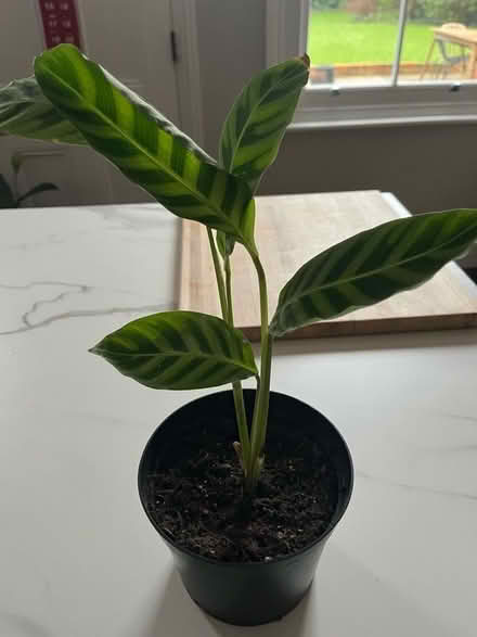 Photo of free House Plant (Winkfield Row RG42) #1