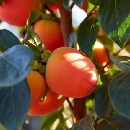 Photo of Hachiya Persimmons (Los Gatos) #1