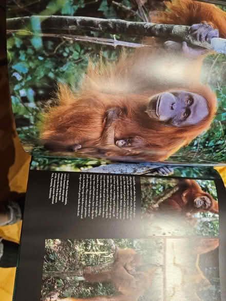 Photo of free Book, rainforest, excellent condition (Higham North area NN10) #4