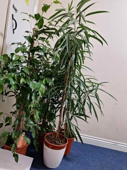 Photo of free Ready to use tall plants (Hackney E9) #1