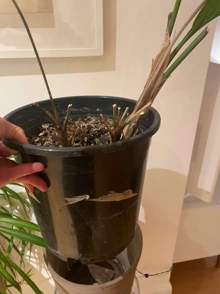 Photo of free Lovely Palm Plant (Highbury Barn N5) #2