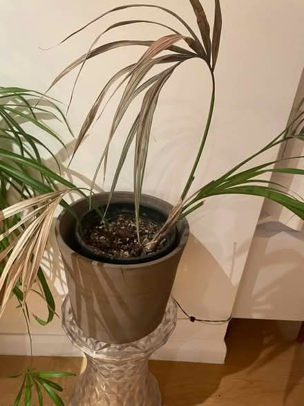 Photo of free Lovely Palm Plant (Highbury Barn N5) #1