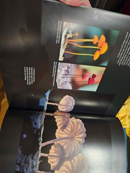 Photo of free Book, rainforest, excellent condition (Higham North area NN10) #1