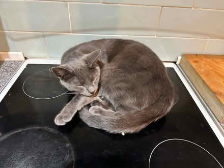 Photo of free Cat bed (Rochester, ME1) #3