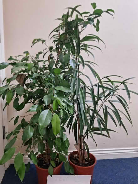 Photo of free Ready to use tall plants (Hackney E9) #2