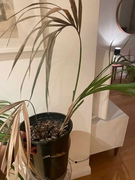 Photo of free Lovely Palm Plant (Highbury Barn N5) #3