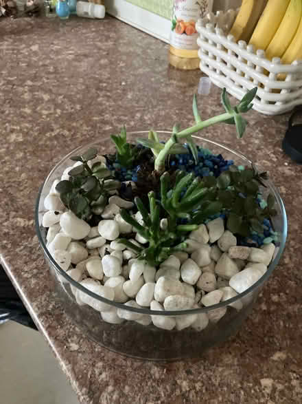 Photo of free Cacti plant garden (Chilwell NG9) #1