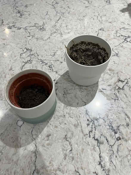 Photo of free Two small house plant pots (Maryland/Stratford E15) #2