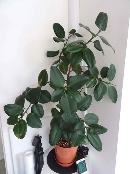 Photo of free Rubber Plant (Upper Radley OX14) #3