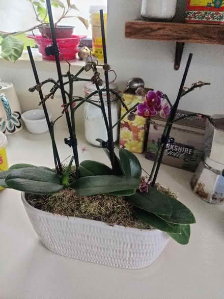 Photo of free Orchids (Surrenden BN1) #1