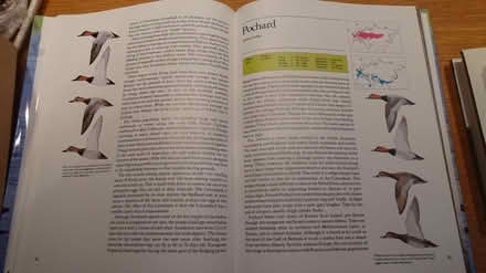 Photo of free Ducks of Britain & the Northern Hemisphere Book (Woodley SK6) #2