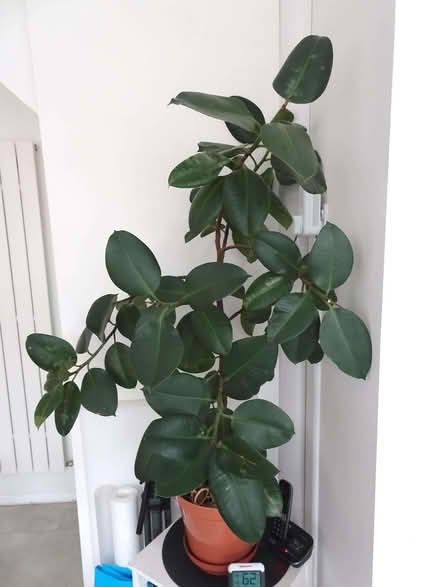 Photo of free Rubber Plant (Upper Radley OX14) #1