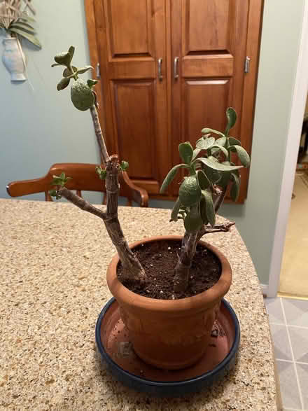 Photo of free ‘antique’ jade plant - 20707 off Riding Stable Road #1