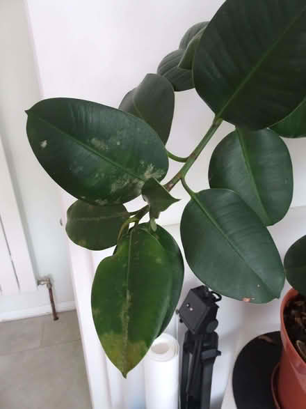 Photo of free Rubber Plant (Upper Radley OX14) #2