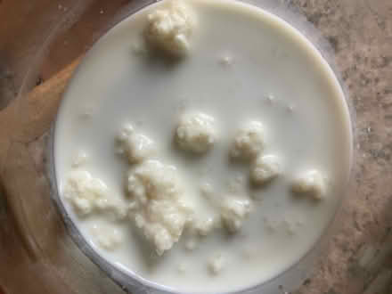 Photo of free Milk Kefir crystals (Bratton BA13) #1