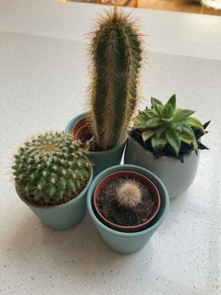 Photo of free Small cacti/succulents in pots (South Gosforth NE3) #1