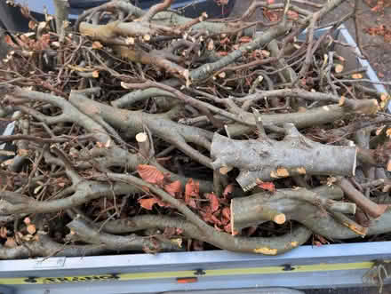 Photo of free Beech wood (North Woodchester GL5) #2
