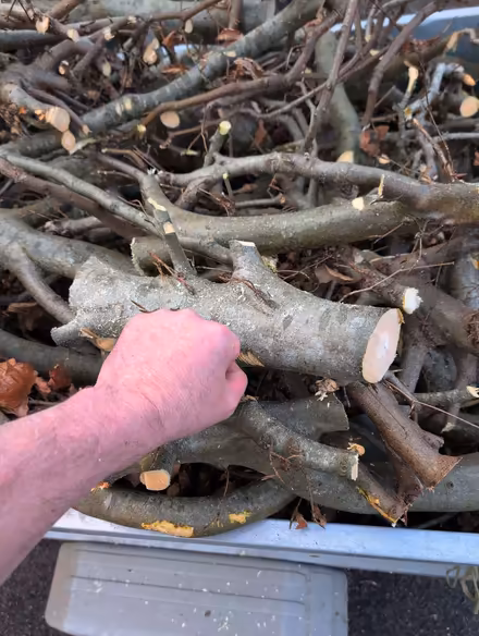 Photo of free Beech wood (North Woodchester GL5) #1