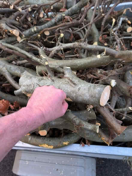 Photo of free Beech wood (North Woodchester GL5) #1