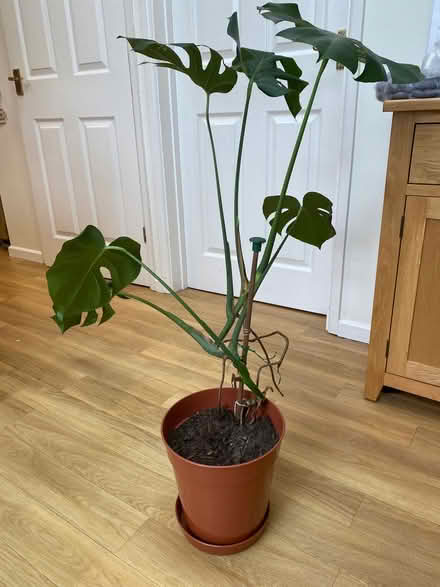 Photo of free Monstera plant (slightly wonky!) (West Oxfordshire OX28) #1