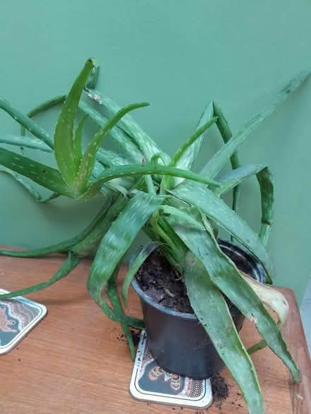 Photo of free Aloe Vera plant needs tlc (Buxted TN22) #1