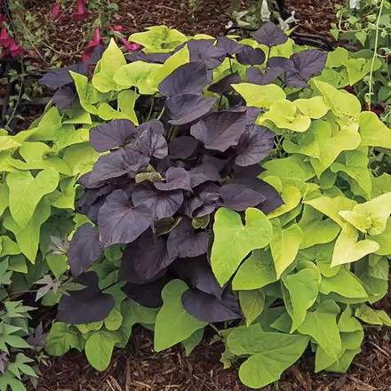 Photo of free Rose of Sharon purple potato vine (23602) #2