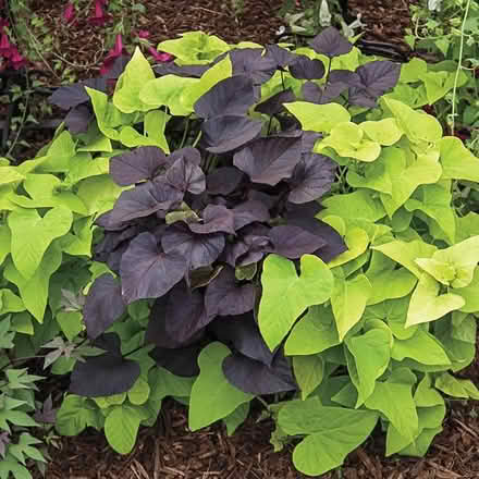 Photo of free Rose of Sharon purple potato vine (23602) #2