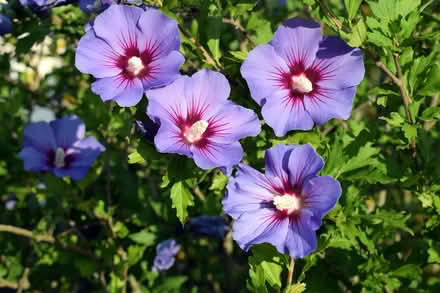Photo of free Rose of Sharon purple potato vine (23602) #1