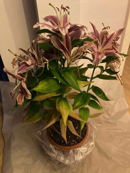 Photo of free Oriental lily house plant (Al1 near Morrisons) #2