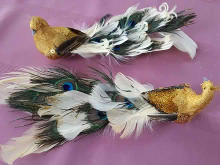 Photo of free Peacock decorations (Glen Erin/Council Ring) #1