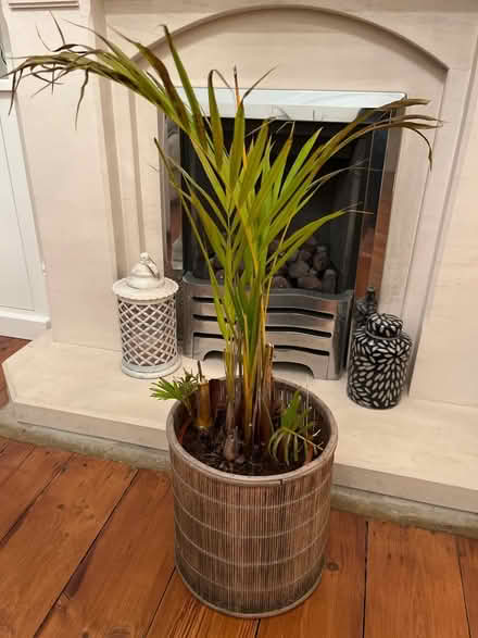 Photo of free House Plant (New Eltham) #1