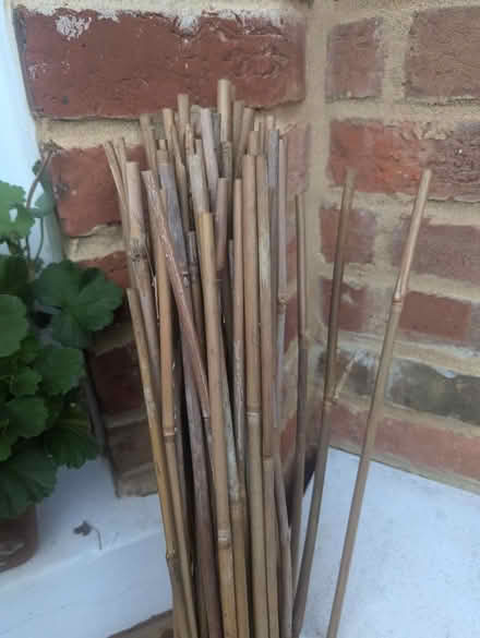 Photo of free Bamboo (OX4 Boulter Street) #1