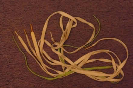Photo of free Shoelaces (Sheddingdean RH15) #1