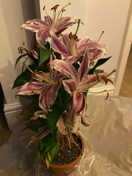 Photo of free Oriental lily house plant (Al1 near Morrisons) #1