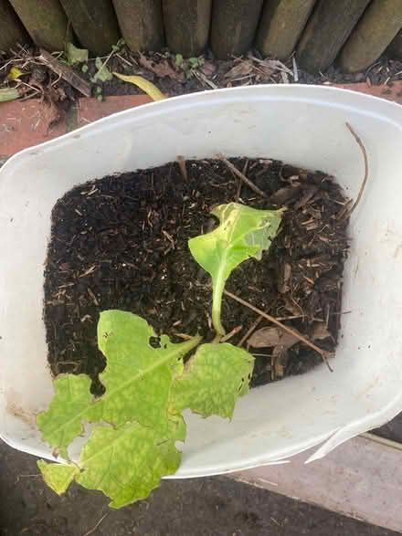 Photo of free Comfrey plant (Upper Norwood SE19) #1