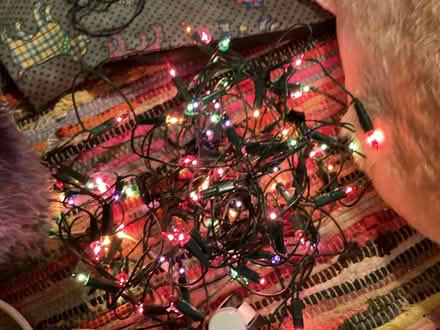 Photo of free Christmas coloured lights (Southport PR9) #2