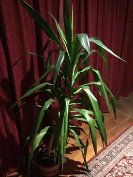 Photo of free Yucca (Great Longstone DE45) #1