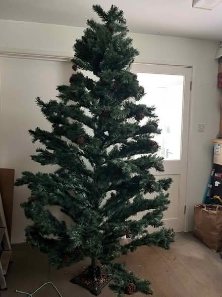 Photo of free 7’tall Christmas tree (Nr Bridport) #1
