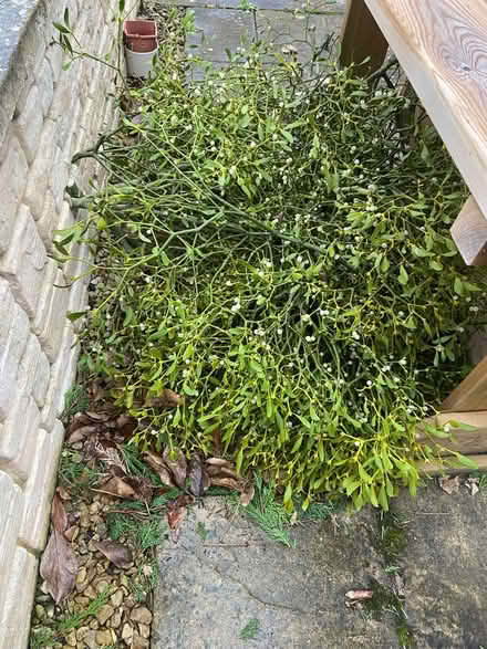 Photo of free Mistletoe (East Tytherton SN15) #1