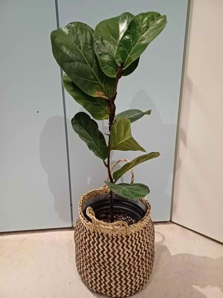 Photo of free Houseplant New Malden KT3 4SW (New Malden KT3) #1