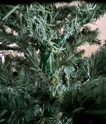 Photo of free 7’tall Christmas tree (Nr Bridport) #2
