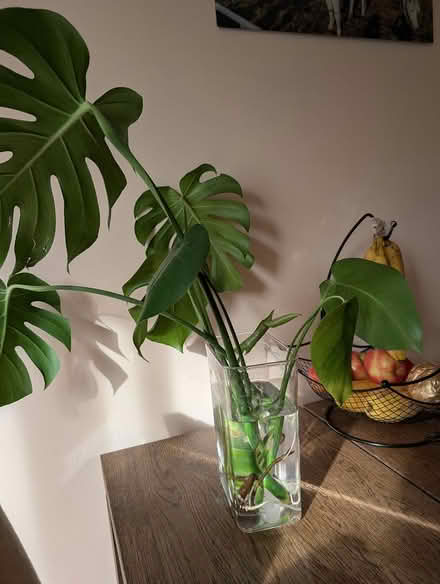Photo of free Monstera plant - ready to be potted (1533 Templeton Pl) #1