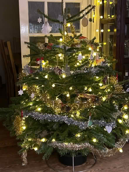 Photo of free 5ft real Christmas Tree (undecorated) (Hildenborough TN11) #1