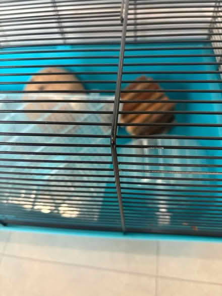 Photo of free Hamster/gerbil cage (Mursley) #2