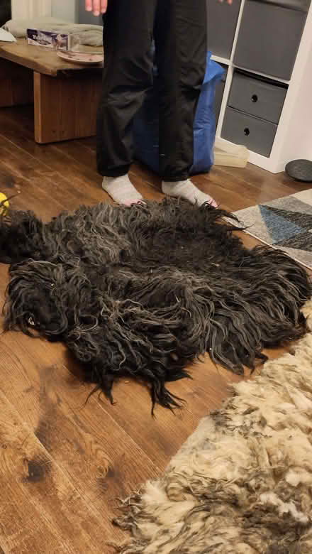 Photo of free Sheep fleeces (Sockbridge CA10) #1