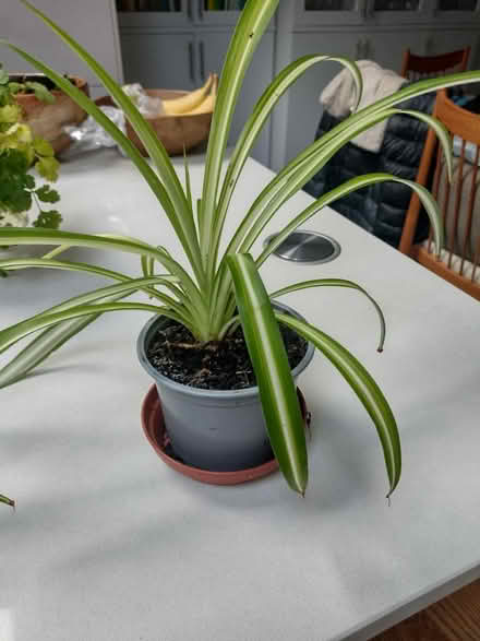 Photo of free Spider plant (Ladywell SE13) #1