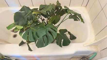 Photo of free Large Monstera Plant with illness (Industrial North West) #1